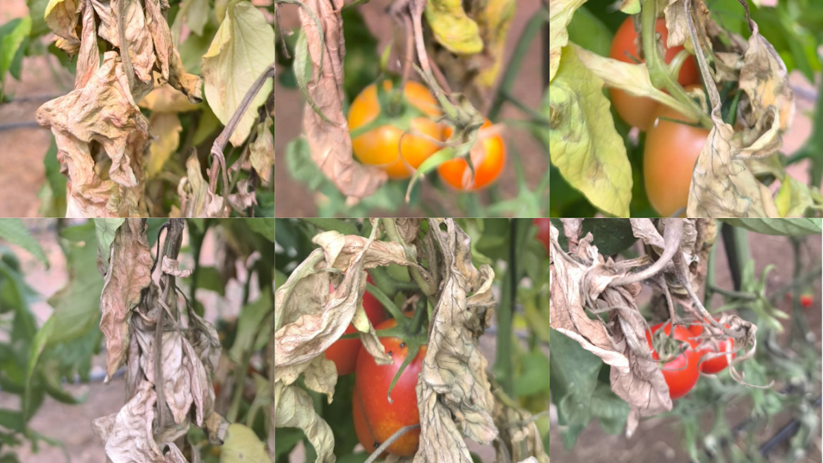 Caso real con Agro ECA Protect frente al hongo de la Botrytis en plantas de tomate|Tomates post aplicación AGro ECA Protect|Tomates pre aplicación Agro ECA Protect